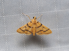 Dichocrocis