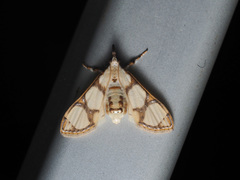 Cirrhochrista kosemponialis