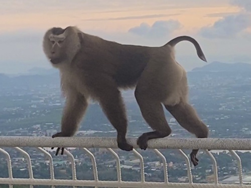 Northern Pig-tailed Macaque