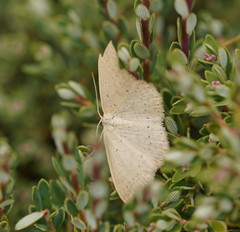 Scopula liotis