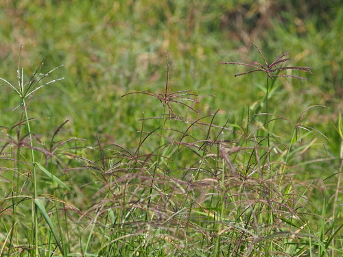Image of Cynodon nlemfuensis by no rights reserved