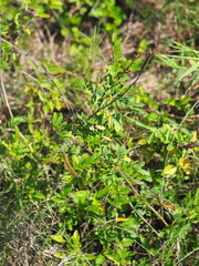 Tephrosia noctiflora