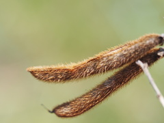 Tephrosia noctiflora