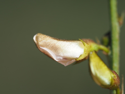Image of Tephrosia noctiflora by no rights reserved