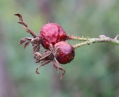 Rosa pseudoscabriuscula