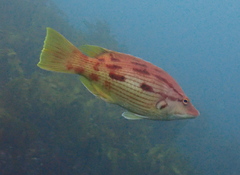 Bodianus unimaculatus