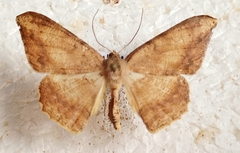 Luxiaria amasa