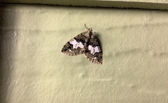 Hydriomena albifasciata