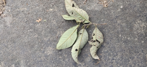 Image of Nepal Alder (Alnus nepalensis) by (c) T R Shankar Raman, some rights reserved (CC BY)