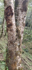 Alnus nepalensis