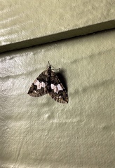 Hydriomena albifasciata