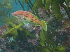 Bodianus unimaculatus