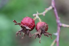 Rosa pseudoscabriuscula