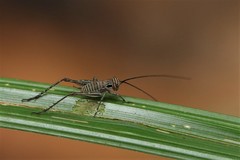 Nisitrus vittatus