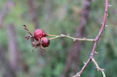 Rosa pseudoscabriuscula