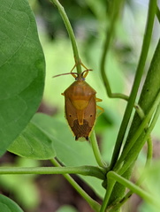 Agapophyta bipunctata