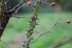 Rosa pseudoscabriuscula