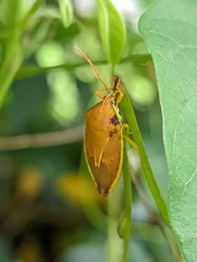 Agapophyta bipunctata