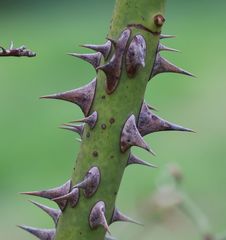 Rosa pseudoscabriuscula