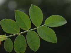 Rosa pseudoscabriuscula