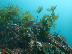 Bodianus unimaculatus