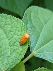 Agapophyta bipunctata