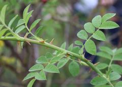 Rosa pseudoscabriuscula