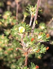 Phyllota pleurandroides