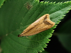 Dichomeris picrocarpa