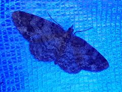 Protoboarmia faustinata
