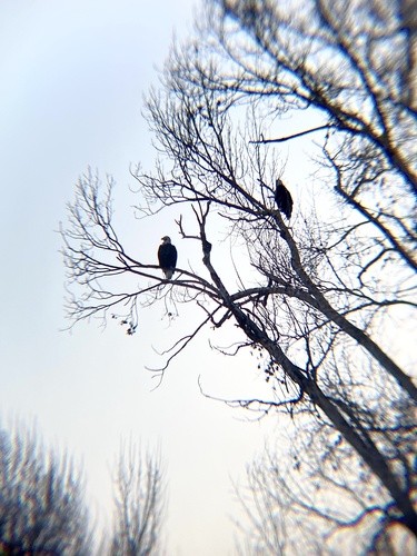 Bald Eagle photographed in Utah