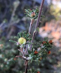 Phyllota pleurandroides