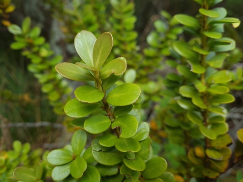 Travers horopito (Pseudowintera traversii)