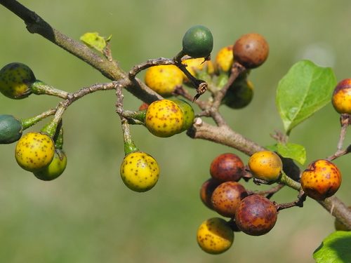 Turkey Berry