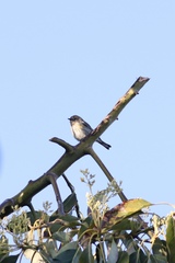 Setophaga coronata