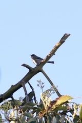 Setophaga coronata