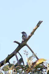 Setophaga coronata