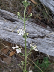 Teucrium corymbosum