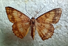 Luxiaria emphatica
