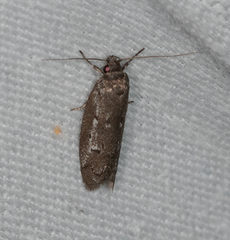 Philobota stella