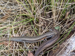 Pseudemoia entrecasteauxii