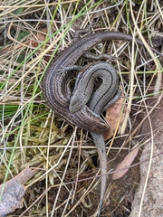 Pseudemoia entrecasteauxii