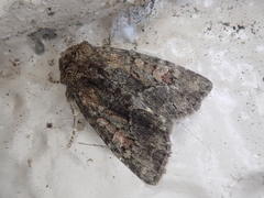 Antapamea conciliata