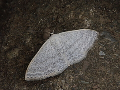 Scopula epiorrhoe