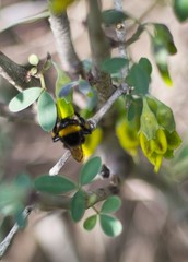Bombus terrestris dalmatinus