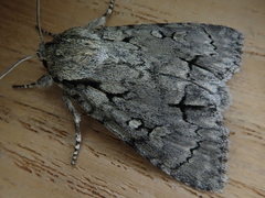 Acronicta leucocuspis