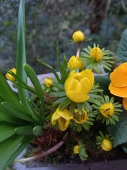 Eranthis