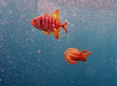 Uraspis