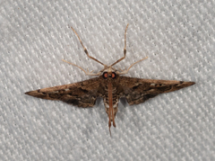 Nacoleia rhoeoalis