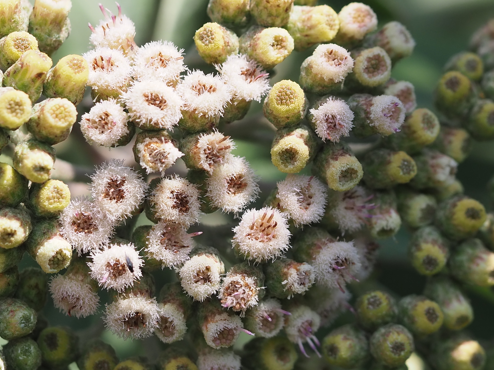 Pluchea carolinensis